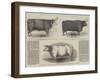 Smithfield Club Prize Cattle-null-Framed Giclee Print