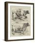 Smithfield Prize Cattle-Harrison William Weir-Framed Giclee Print