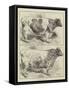 Smithfield Prize Cattle-Harrison William Weir-Framed Stretched Canvas