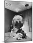 Smithsonian Institution Scientists Dr. Josef A. Hynek Plotting Orbit of Sputnik I-Dmitri Kessel-Mounted Photographic Print