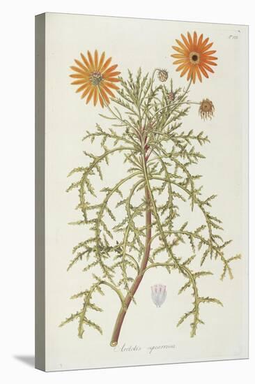 Smithsonian Libraries: Arctotis squarrosa-null-Stretched Canvas