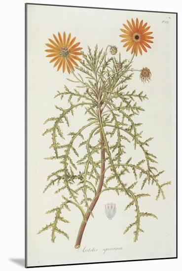 Smithsonian Libraries: Arctotis squarrosa-null-Mounted Art Print