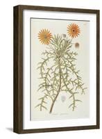 Smithsonian Libraries: Arctotis squarrosa-null-Framed Art Print