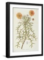 Smithsonian Libraries: Arctotis squarrosa-null-Framed Art Print