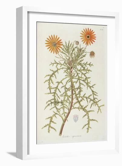 Smithsonian Libraries: Arctotis squarrosa-null-Framed Art Print