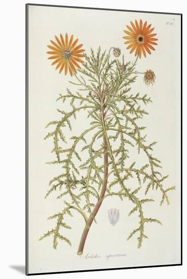 Smithsonian Libraries: Arctotis squarrosa-null-Mounted Art Print