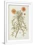 Gramercy White