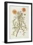 Black Frame