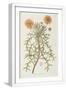 White Frame