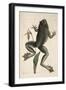 Smithsonian Libraries: The Bull Frog by Mark Catesby-null-Framed Art Print