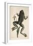 Smithsonian Libraries: The Bull Frog by Mark Catesby-null-Framed Art Print