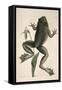 Smithsonian Libraries: The Bull Frog by Mark Catesby-null-Framed Stretched Canvas