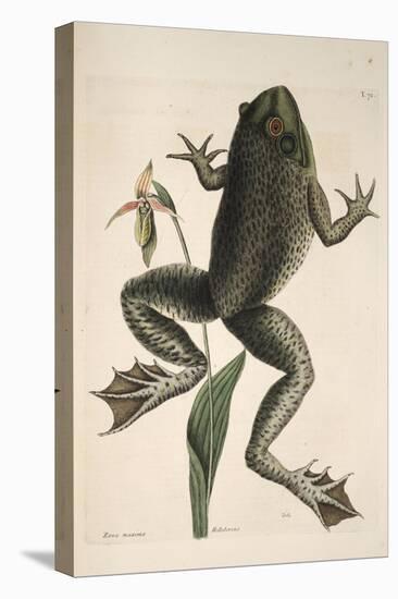 Smithsonian Libraries: The Bull Frog by Mark Catesby-null-Stretched Canvas