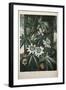 Smithsonian Libraries: The Common Blue Passion Flower by Robert John Thornton-null-Framed Art Print