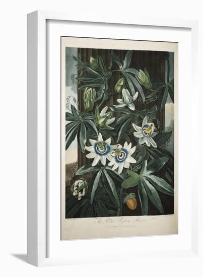 Smithsonian Libraries: The Common Blue Passion Flower by Robert John Thornton-null-Framed Art Print