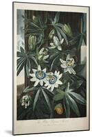 Smithsonian Libraries: The Common Blue Passion Flower by Robert John Thornton-null-Mounted Art Print