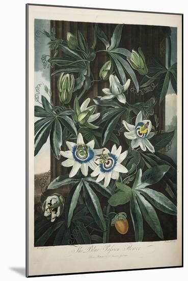 Smithsonian Libraries: The Common Blue Passion Flower by Robert John Thornton-null-Mounted Art Print