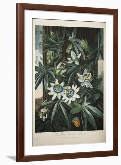 Smithsonian Libraries: The Common Blue Passion Flower by Robert John Thornton-null-Framed Art Print
