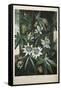 Smithsonian Libraries: The Common Blue Passion Flower by Robert John Thornton-null-Framed Stretched Canvas