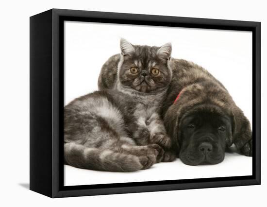 Smoke Exotic Kitten Curled up with Sleeping Brindle English Mastiff Puppy-Jane Burton-Framed Stretched Canvas