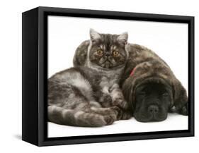 Smoke Exotic Kitten Curled up with Sleeping Brindle English Mastiff Puppy-Jane Burton-Framed Stretched Canvas