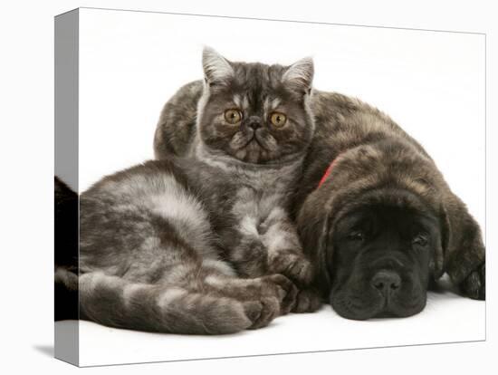 Smoke Exotic Kitten Curled up with Sleeping Brindle English Mastiff Puppy-Jane Burton-Stretched Canvas