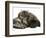 Smoke Exotic Kitten Curled up with Sleeping Brindle English Mastiff Puppy-Jane Burton-Framed Premium Photographic Print
