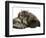 Smoke Exotic Kitten Curled up with Sleeping Brindle English Mastiff Puppy-Jane Burton-Framed Premium Photographic Print