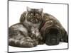 Smoke Exotic Kitten Curled up with Sleeping Brindle English Mastiff Puppy-Jane Burton-Mounted Premium Photographic Print