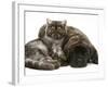 Smoke Exotic Kitten Curled up with Sleeping Brindle English Mastiff Puppy-Jane Burton-Framed Photographic Print