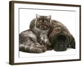 Smoke Exotic Kitten Curled up with Sleeping Brindle English Mastiff Puppy-Jane Burton-Framed Photographic Print