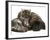 Smoke Exotic Kitten Curled up with Sleeping Brindle English Mastiff Puppy-Jane Burton-Framed Photographic Print