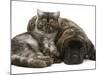 Smoke Exotic Kitten Curled up with Sleeping Brindle English Mastiff Puppy-Jane Burton-Mounted Photographic Print