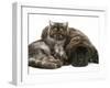 Smoke Exotic Kitten Curled up with Sleeping Brindle English Mastiff Puppy-Jane Burton-Framed Photographic Print