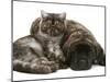 Smoke Exotic Kitten Curled up with Sleeping Brindle English Mastiff Puppy-Jane Burton-Mounted Photographic Print