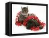 Smoke Exotic Kitten with Brindle English Mastiff Puppy Wrapped with Christmas Tinsel-Jane Burton-Framed Stretched Canvas