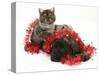 Smoke Exotic Kitten with Brindle English Mastiff Puppy Wrapped with Christmas Tinsel-Jane Burton-Stretched Canvas