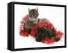 Smoke Exotic Kitten with Brindle English Mastiff Puppy Wrapped with Christmas Tinsel-Jane Burton-Framed Stretched Canvas