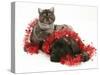 Smoke Exotic Kitten with Brindle English Mastiff Puppy Wrapped with Christmas Tinsel-Jane Burton-Stretched Canvas