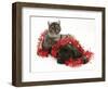 Smoke Exotic Kitten with Brindle English Mastiff Puppy Wrapped with Christmas Tinsel-Jane Burton-Framed Premium Photographic Print