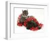 Smoke Exotic Kitten with Brindle English Mastiff Puppy Wrapped with Christmas Tinsel-Jane Burton-Framed Premium Photographic Print