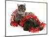 Smoke Exotic Kitten with Brindle English Mastiff Puppy Wrapped with Christmas Tinsel-Jane Burton-Mounted Premium Photographic Print