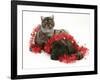 Smoke Exotic Kitten with Brindle English Mastiff Puppy Wrapped with Christmas Tinsel-Jane Burton-Framed Photographic Print