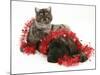 Smoke Exotic Kitten with Brindle English Mastiff Puppy Wrapped with Christmas Tinsel-Jane Burton-Mounted Photographic Print