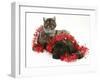 Smoke Exotic Kitten with Brindle English Mastiff Puppy Wrapped with Christmas Tinsel-Jane Burton-Framed Photographic Print