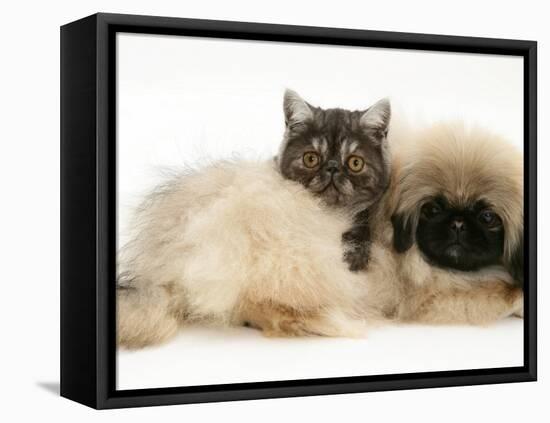 Smoke Exotic Kitten with Pekingese Puppy-Jane Burton-Framed Stretched Canvas