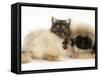 Smoke Exotic Kitten with Pekingese Puppy-Jane Burton-Framed Stretched Canvas