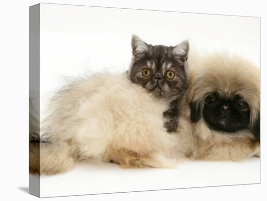 Smoke Exotic Kitten with Pekingese Puppy-Jane Burton-Stretched Canvas