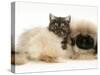Smoke Exotic Kitten with Pekingese Puppy-Jane Burton-Stretched Canvas