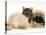 Smoke Exotic Kitten with Pekingese Puppy-Jane Burton-Stretched Canvas